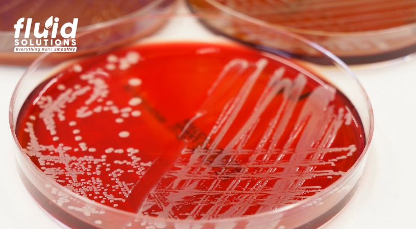 Red agar plate with bacterial culture growth.