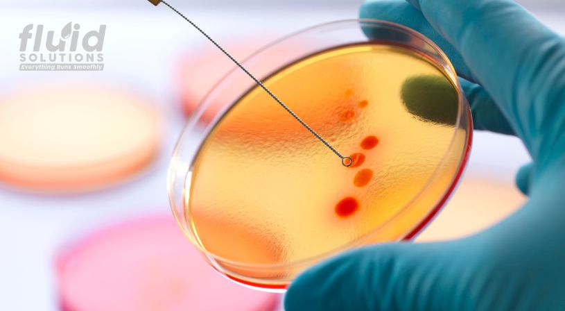 Gloved hand holding agar plate with inoculation loop.